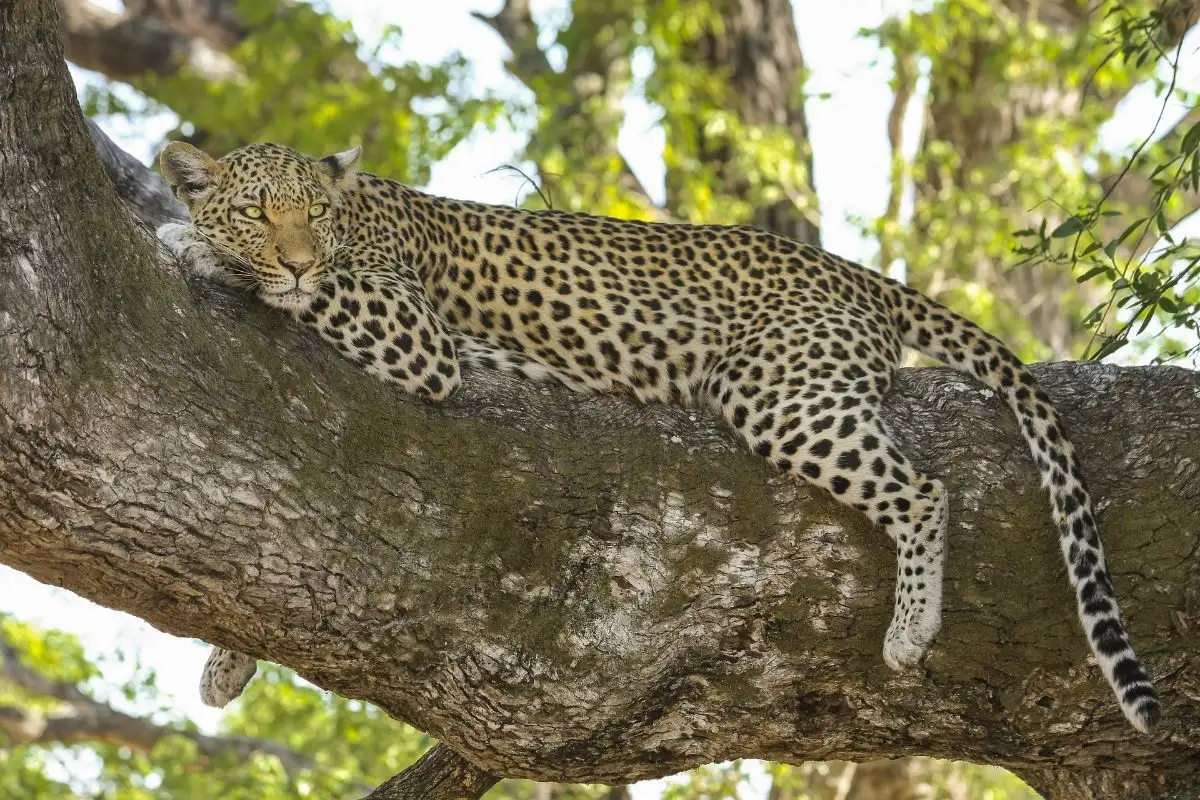 9 days 8 nights Victoria Falls to Okavango Delta safari trip